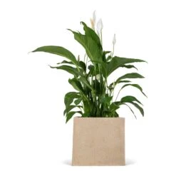 Spathiphyllum Sweet Lauretta - Peace Lily 18 Spathiphyllum Sweet Lauretta - Peace Lily -Plant Promotion Store Spathiphyllum Sweet Lauretta Peace Lily 24x90cm Raindrop Cube Planter Stone 30x30x27cm