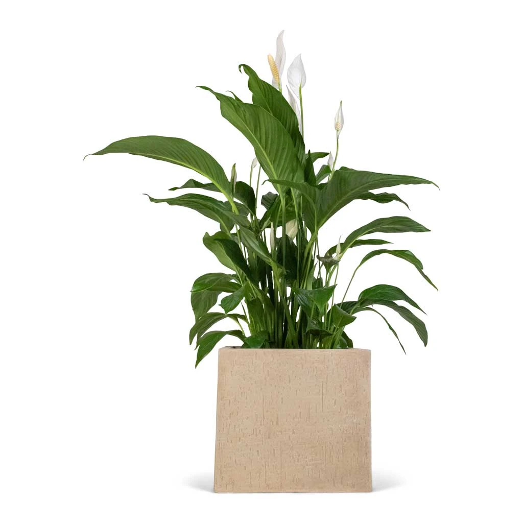 Spathiphyllum Sweet Lauretta - Peace Lily 8 Spathiphyllum Sweet Lauretta - Peace Lily - Image 6