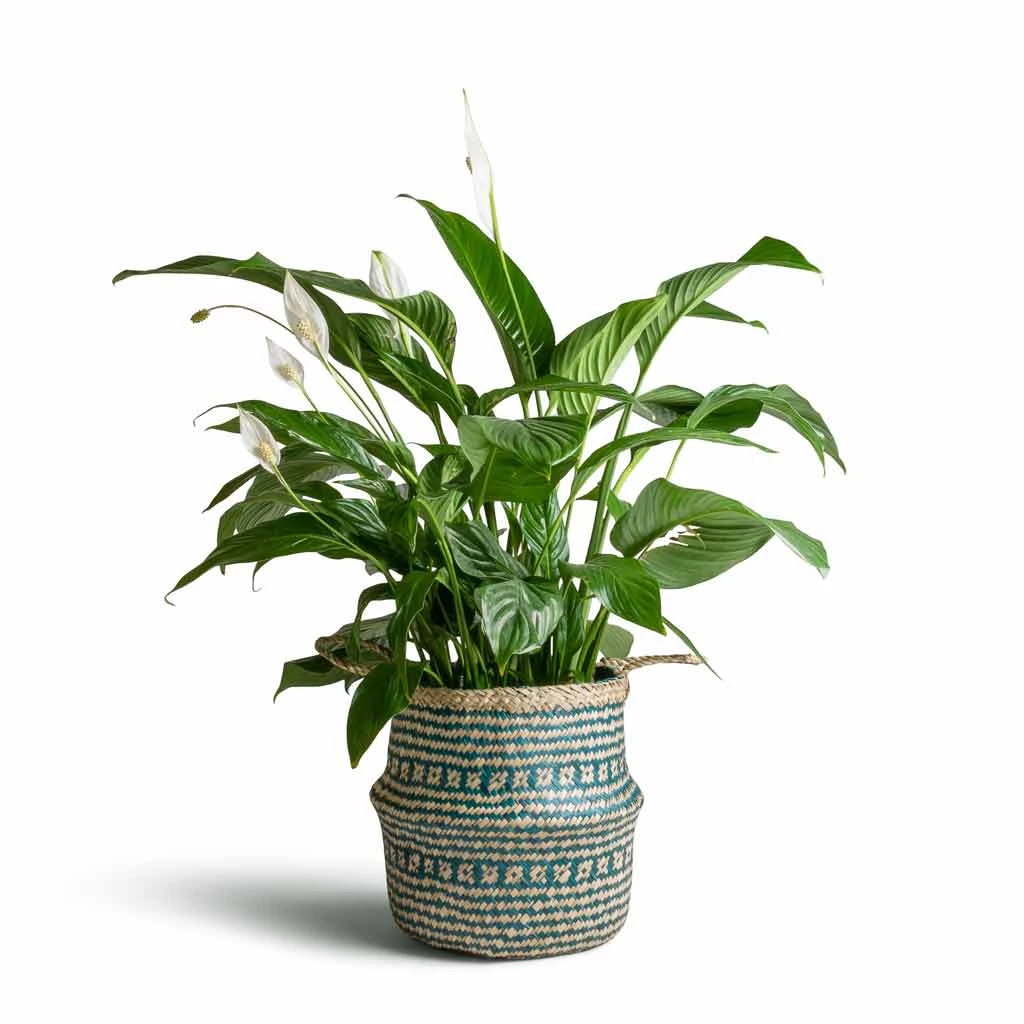 Spathiphyllum Sweet Lauretta - Peace Lily 4 Spathiphyllum Sweet Lauretta - Peace Lily - Image 2