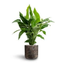 Luxe Lite Wrinkle Cylinder Planter - Bronze 28 Luxe Lite Wrinkle Cylinder Planter - Bronze -Plant Promotion Store Spathiphyllum Sweet Lauretta Peace Lily Hydroculture Luxe Lite Wrinkle Cylinder Planter Bronze