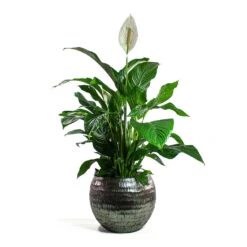 Spathiphyllum Sweet Lauretta - Peace Lily 20 Spathiphyllum Sweet Lauretta - Peace Lily -Plant Promotion Store Spathiphyllum Sweet Lauretta Peace Lily Opus Hammered Globe Planter Silver cf14b11d 2e46 42b7 b6bd 8b1eabd42390