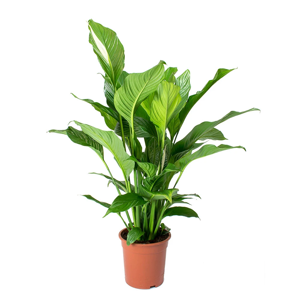 Spathiphyllum Sweet Lauretta - Peace Lily 6 Spathiphyllum Sweet Lauretta - Peace Lily - Image 4