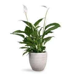 Spathiphyllum Vivaldi - Peace Lily -Plant Promotion Store Spathiphyllum Vivaldi Peace Lily 17x70cm Angle Couple Plant Pot White 24x23cm 3e0a5422 ce42 411d 9564 bfcd773153d3