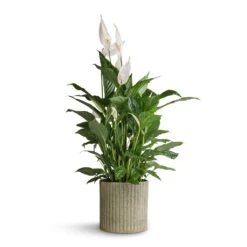 Azalea Ribbed Plant Pot - Speckled Green Stone -Plant Promotion Store Spathiphyllum Vivaldi Peace Lily 17x70cm Azalea Ribbed Plant Pot Speckled Green Stone 20x20cm