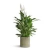 Spathiphyllum Vivaldi - Peace Lily -Plant Promotion Store Spathiphyllum Vivaldi Peace Lily 17x70cm Azalea Ribbed Plant Pot Speckled Green Stone 20x20cm ec9c6036 a94d 431c b00f fe3bff47f9d1