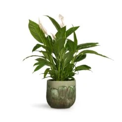 Spathiphyllum Vivaldi - Peace Lily -Plant Promotion Store Spathiphyllum Vivaldi Peace Lily 17x70cm Moon Plant Pot Jungle 23x20cm 14987519 ba88 43dd 8c31 f2c799d92dbd
