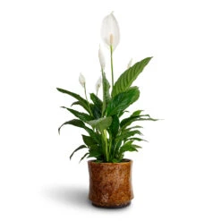 Nolan Plant Pot - Caramel 30 Nolan Plant Pot - Caramel -Plant Promotion Store Spathiphyllum Vivaldi Peace Lily 17x70cm Nolan Plant Pot Caramel 21x20cm 0fc0d339 6500 49d8 943f 5c9794afaab0
