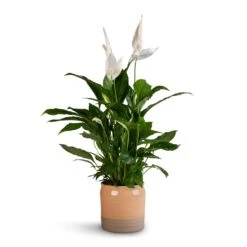 Puro Ripple Plant Pot - Peach -Plant Promotion Store Spathiphyllum Vivaldi Peace Lily 17x70cm Puro Ripple Plant Pot Peach 21x19cm
