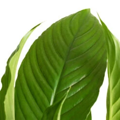 Spathiphyllum Vivaldi - Peace Lily -Plant Promotion Store Spathiphyllum Vivaldi Peace Lily 2