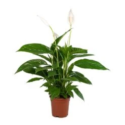 Spathiphyllum Vivaldi - Peace Lily -Plant Promotion Store Spathiphyllum Vivaldi Peace Lily
