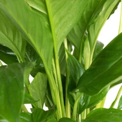 Spathiphyllum Vivaldi - Peace Lily -Plant Promotion Store Spathiphyllum Vivaldi Peace Lily 3