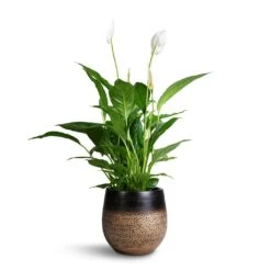 Spathiphyllum Vivaldi - Peace Lily -Plant Promotion Store Spathuphyllum Vivaldi Peace Lilly 17x70cm Mya Plant Pot Deep Champagne 22x20cm