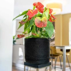 Stefan Plant Basket - Black -Plant Promotion Store Stefan Plant Basket Black Houseplant