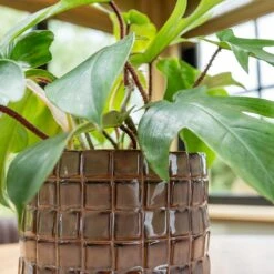 Stian Plant Pot - Lavender Candy 24 Stian Plant Pot - Lavender Candy -Plant Promotion Store Stian Deep Lavender 2