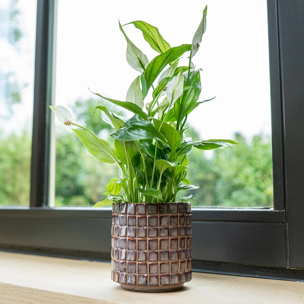 Stian Plant Pot - Lavender Candy 8 Stian Plant Pot - Lavender Candy - Image 6