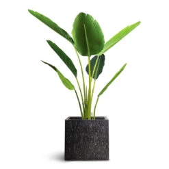 Raindrop Cube Planter - Anthracite 15 Raindrop Cube Planter - Anthracite -Plant Promotion Store Strelitzia Bird of Paradise Artificial 120cm Raindrop Cube Planter Anthracite 30x30x27cm