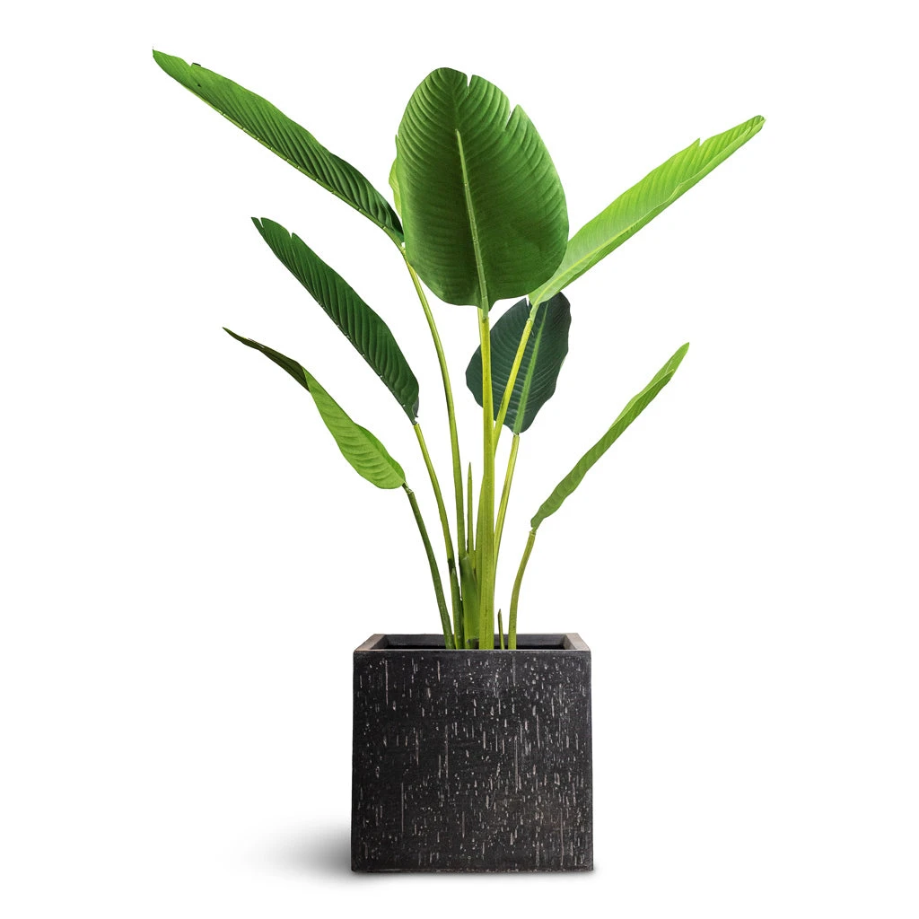 Raindrop Cube Planter - Anthracite 5 Raindrop Cube Planter - Anthracite - Image 3