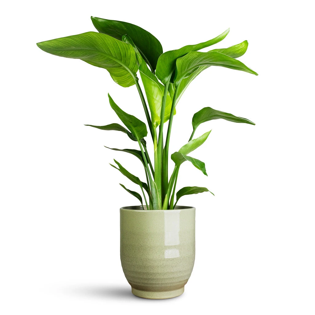 Strelitzia Nicolai - Giant White Bird Of Paradise 4 Strelitzia Nicolai - Giant White Bird Of Paradise - Image 2