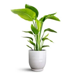 Sofia Plant Pot - Grey 13 Sofia Plant Pot - Grey -Plant Promotion Store Strelitzia nicolai 17x65cm Sofia Pot Grey 19x19cm 1