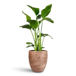 Strelitzia Nicolai - Giant White Bird Of Paradise 33 Strelitzia Nicolai - Giant White Bird Of Paradise -Plant Promotion Store Strelitzia nicolai 24x110cm Algar Couple Planter Brown 34x34cm