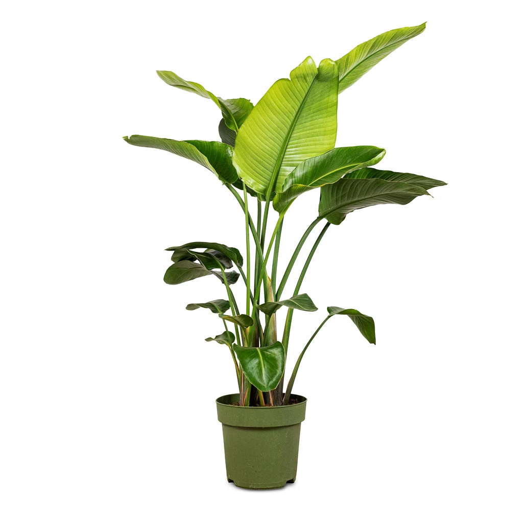 Strelitzia Nicolai - Giant White Bird Of Paradise 8 Strelitzia Nicolai - Giant White Bird Of Paradise - Image 6