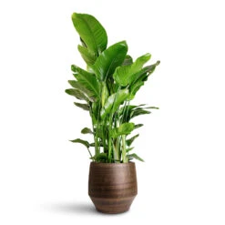 Strelitzia Nicolai - Giant White Bird Of Paradise 24 Strelitzia Nicolai - Giant White Bird Of Paradise -Plant Promotion Store Strelitzia nicolai 35x160cm Norell Pot Chestnut 42x38cm 2