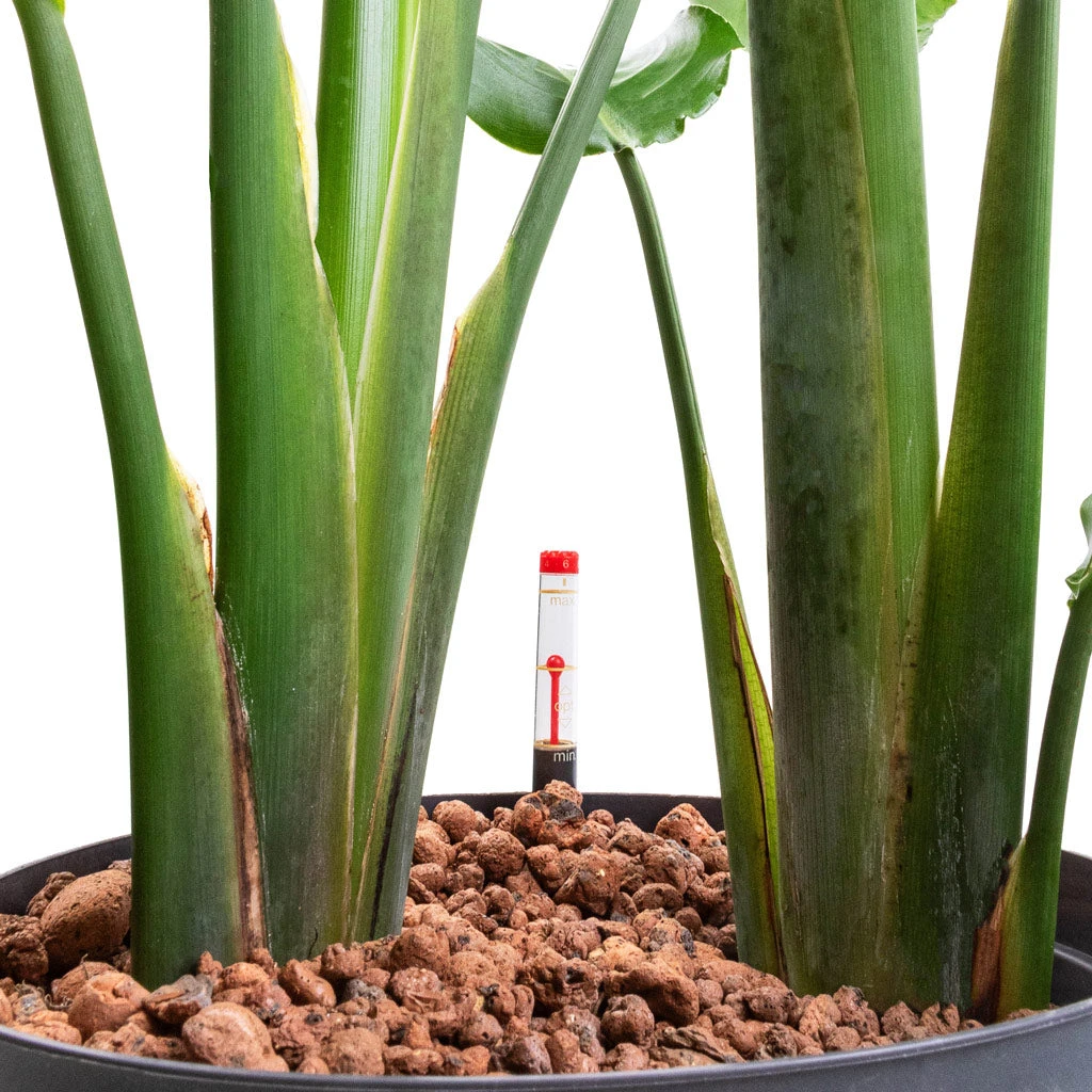 Strelitzia Nicolai - Bird Of Paradise - HydroCare 4 Strelitzia Nicolai - Bird Of Paradise - HydroCare - Image 2