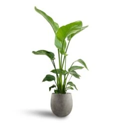 Grigio Balloon Plant Pot - Natural Concrete -Plant Promotion Store Strelitzia nicolai Bird of Paradise Hydroculture 21 19 x 85cm Grigio Balloon Plant Pot Natural Concrete 30 x 30cm 5ec60632 445d 4e4d ae9d 2458275d2b3a