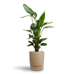 Strelitzia Nicolai - Bird Of Paradise - HydroCare 34 Strelitzia Nicolai - Bird Of Paradise - HydroCare -Plant Promotion Store Strelitzia nicolai Bird of Paradise Hydroculture 26 25 x 140cm Chao Plant Pot Concrete 27.5 x 31.5cm