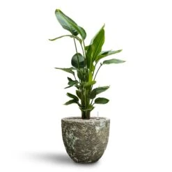 Lava Couple Relic Planter - Jade -Plant Promotion Store Strelitzia nicolai Bird of Paradise Hydroculture 26 25 x 140cm Lava Couple Relic Planter Jade 36 x 34cm d1d9c603 661e 46a4 877e 4453f9ec3597