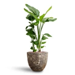 Lava Couple Relic Planter - Rust -Plant Promotion Store Strelitzia nicolai Bird of Paradise Hydroculture 26 25 x 140cm Lava Couple Relic Planter Rust 37 x 34cm 89883b79 a2f4 49e0 9560 41a3390baa99