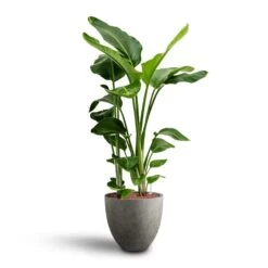 Strelitzia Nicolai - Bird Of Paradise - HydroCare 31 Strelitzia Nicolai - Bird Of Paradise - HydroCare -Plant Promotion Store Strelitzia nicolai Bird of Paradise Hydroculture 28 19 x 100cm Grigio Egg Pot Planter Natural Concrete 40 x 36cm