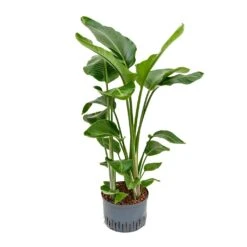 Strelitzia Nicolai - Bird Of Paradise - HydroCare 24 Strelitzia Nicolai - Bird Of Paradise - HydroCare -Plant Promotion Store Strelitzia nicolai Bird of Paradise Hydroculture 28 19x110cm 3stems