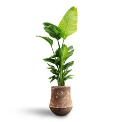 Polystone Coated Darcy Planter - Rock 16 Polystone Coated Darcy Planter - Rock -Plant Promotion Store Strelitzia nicolai Bird of Paradise Hydroculture Polystone Coated Darcy Planter Rock