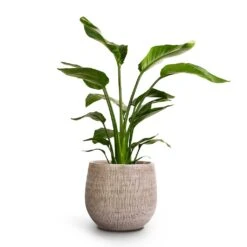 Strelitzia Nicolai - Giant White Bird Of Paradise 37 Strelitzia Nicolai - Giant White Bird Of Paradise -Plant Promotion Store Strelitzia nicolai Giant White Bird Of Paradise 17x60cm Ryan Plant Pot White Black 26x26cm 4cbd3276 0c9f 4f4a a901 61ed7aa0ca30