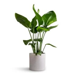 Strelitzia Nicolai - Giant White Bird Of Paradise 39 Strelitzia Nicolai - Giant White Bird Of Paradise -Plant Promotion Store Strelitzia nicolai Giant White Bird of Paradise 17x70cm Azalea Ribbed Plant Pot Speckled Grey Stone 20x20cm