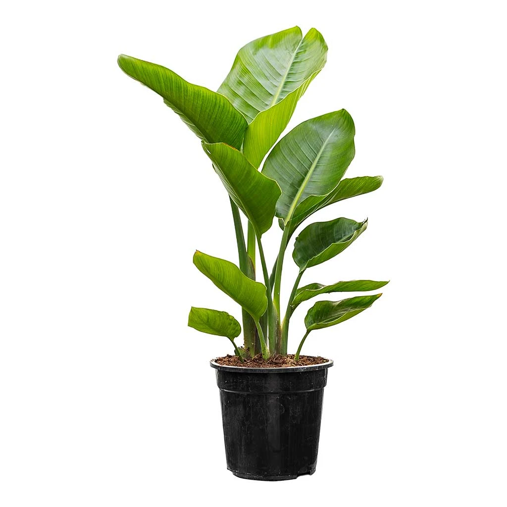 Strelitzia Nicolai - Giant White Bird Of Paradise 10 Strelitzia Nicolai - Giant White Bird Of Paradise - Image 8