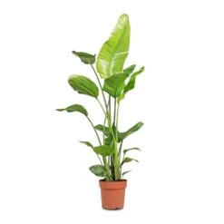 Strelitzia Nicolai - Giant White Bird Of Paradise 41 Strelitzia Nicolai - Giant White Bird Of Paradise -Plant Promotion Store Strelitzia nicolai Giant White Bird of Paradise 21x130cm