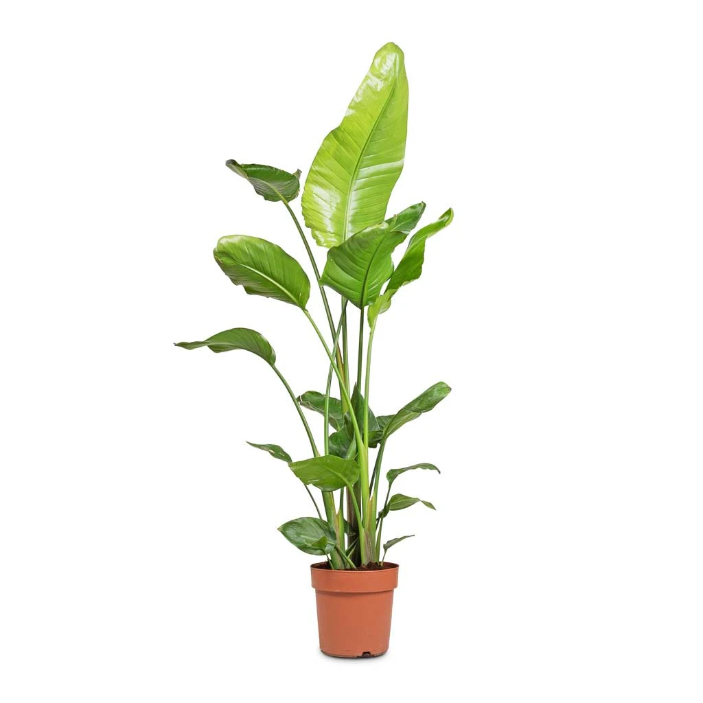 Strelitzia Nicolai - Giant White Bird Of Paradise 22 Strelitzia Nicolai - Giant White Bird Of Paradise - Image 20