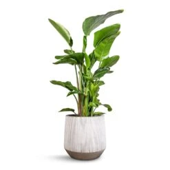 Strelitzia Nicolai - Giant White Bird Of Paradise 26 Strelitzia Nicolai - Giant White Bird Of Paradise -Plant Promotion Store Strelitzia nicolai Giant White Bird of Paradise 29x140cm Harith Plant Pot Ridged White Stripe 42x38cm