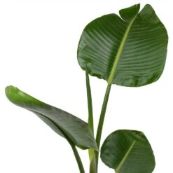 Strelitzia Nicolai - Bird Of Paradise - HydroCare 28 Strelitzia Nicolai - Bird Of Paradise - HydroCare -Plant Promotion Store Strelitzia nicolai Giant White Bird of Paradise Leaves f370c7c9 0e43 4606 a81f d455e35284d4