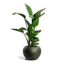 Luxe Lite Wrinkle Globe Planter - Bronze 16 Luxe Lite Wrinkle Globe Planter - Bronze -Plant Promotion Store Strelitzia nicolai Giant White Bird of Paradise Luxe Lite Wrinkle Globe Planter Bronze