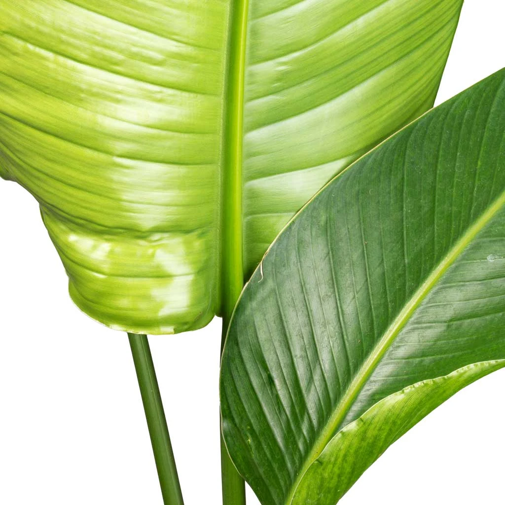 Strelitzia Nicolai - Giant White Bird Of Paradise 9 Strelitzia Nicolai - Giant White Bird Of Paradise - Image 7