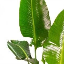 Strelitzia Nicolai - Giant White Bird Of Paradise 35 Strelitzia Nicolai - Giant White Bird Of Paradise -Plant Promotion Store Strelitzia nicolai Giant White Bird of Paradise Split Leaves