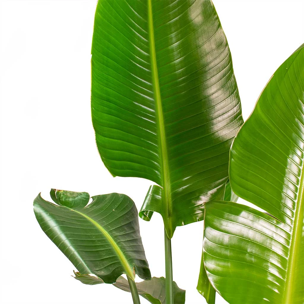 Strelitzia Nicolai - Giant White Bird Of Paradise 16 Strelitzia Nicolai - Giant White Bird Of Paradise - Image 14