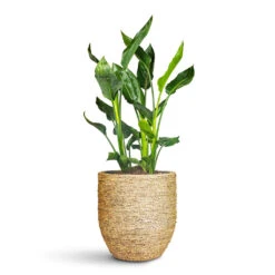 Cody Plant Pot - Straw Grass 34 Cody Plant Pot - Straw Grass -Plant Promotion Store Strelitzia reginea 20x70cm Cody Pot Straw Grass 33x32cm 1