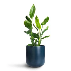 Strelitzia Reginae - Bird Of Paradise 19 Strelitzia Reginae - Bird Of Paradise -Plant Promotion Store Strelitzia reginea 20x70cm Lisbon Pot Navy 26x26cm