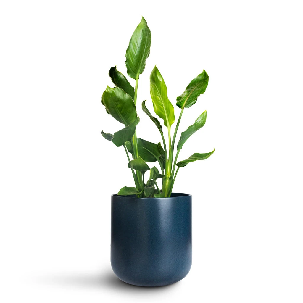 Strelitzia Reginae - Bird Of Paradise 9 Strelitzia Reginae - Bird Of Paradise - Image 7