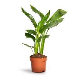 Strelitzia Reginae - Bird Of Paradise 16 Strelitzia Reginae - Bird Of Paradise -Plant Promotion Store Strelitzia reginea Bird of Paradise 12x45cm