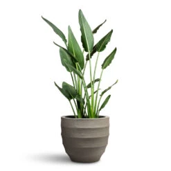 Bordo New Egg Pot Planter - Clay 18 Bordo New Egg Pot Planter - Clay -Plant Promotion Store Strelitzia reginea Bird of Paradise 28x100cm Bordo New Egg Pot Planter Clay 45x38cm 1